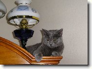 British shorthairs cat