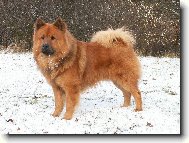 Eurasian%20\(Dog%20standard\)