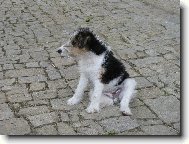 Fox terrier wire \(Dog standard\)