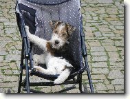 Fox terrier wire \(Dog standard\)