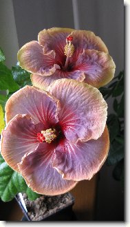 Hibiscus rosa-sinensis