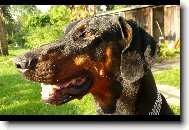 Dobermann, Doberman