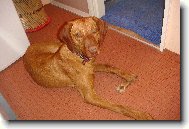 Rvidszr Magyar Vizsla, Hungarian Short-haired Pointing Dog