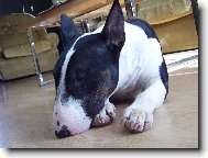 Bull Terrier