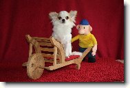 Chihuahua