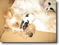 Fox terrier wire \\\\\(Dog standard\\\\\)