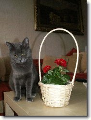 Chartreux cat