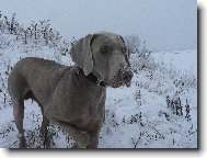 Weimaraner, Weimaraner Vorsterhund