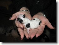 Chin, Japanese Chin