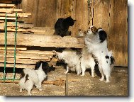 Chin, Japanese Chin