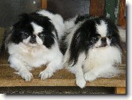 Chin, Japanese Chin