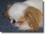Chin, Japanese Chin
