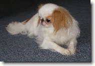 Chin, Japanese Chin
