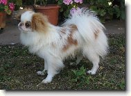 Chin, Japanese Chin