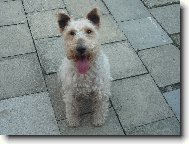 Fox terrier wire \\\\\(Dog standard\\\\\)