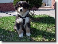 Australian shepherd \(Dog standard\)