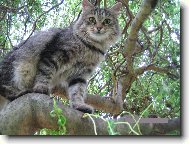 Siberian \(Cat\)