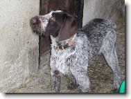Czech Pointer, Bohemian wire-haired Pointing griffon