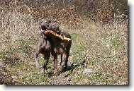 Weimaraner, Weimaraner Vorsterhund