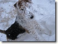 Fox terrier wire \(Dog standard\)