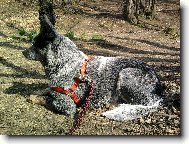 Australian cattle dog \(Dog standard\)