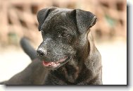 Patterdale Terrier