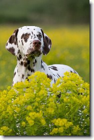 Dalmatian \\\\\(Dog standard\\\\\)