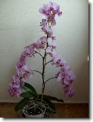 Phalaenopsis