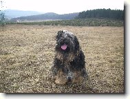 Tibetan terrier \(Dog standard\)