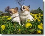 Chihuahua