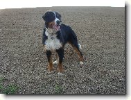 Berner Sennenhund