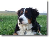 Berner Sennenhund