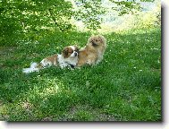 Tibetan Spaniel