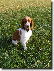 Welsh springer spaniel \(Dog standard\)