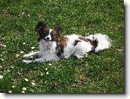 Papillon \(Dog standard\)