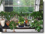 Ficus Retusa