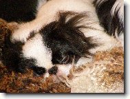 Chin, Japanese Chin