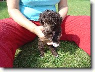 Poodle, caniche \(Dog standard\)