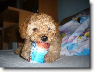 Poodle, Caniche