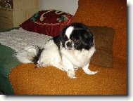 Chin, Japanese Chin