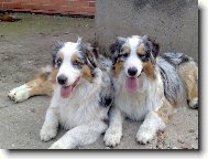 Australian shepherd \(Dog standard\)