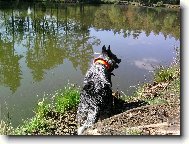 Australian cattle dog \(Dog standard\)