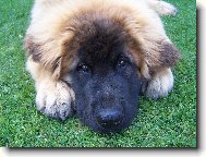 Leonberger