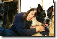 Karelian bear dog \(Dog standard\)