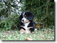 Berner Sennenhund