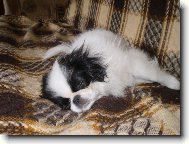Chin, Japanese Chin