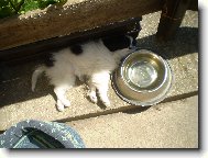 Chin, Japanese Chin