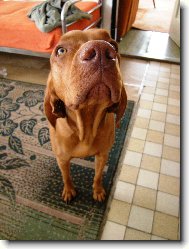 Rvidszr Magyar Vizsla, Hungarian Short-haired Pointing Dog