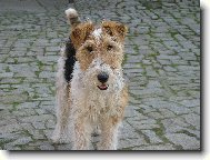 Fox terrier wire \(Dog standard\)