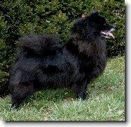 Deutscher spitz - Grossspitz, German Spitz  Giant Spitz